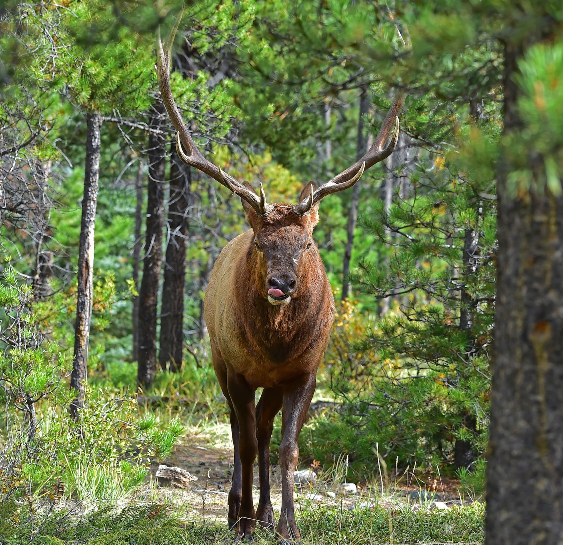 A large elk with antlers is standing in the middle of a forest.