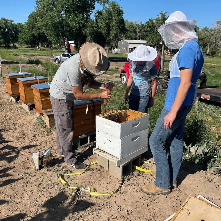 Three people tending beehives outdoors. One smokes hive, two look on. Sunny day.