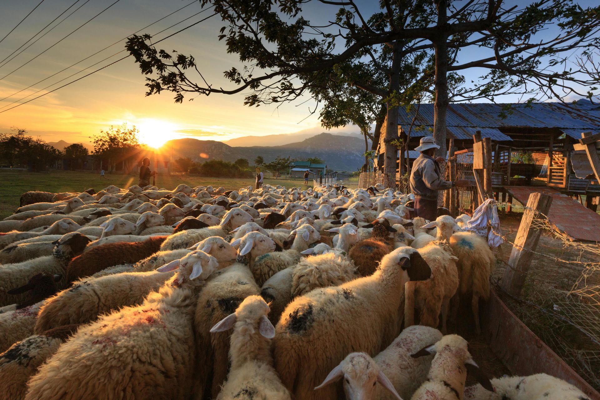 Flock of sheep gathered near a wooden structure as the sun sets over mountains; a person stands nearby.