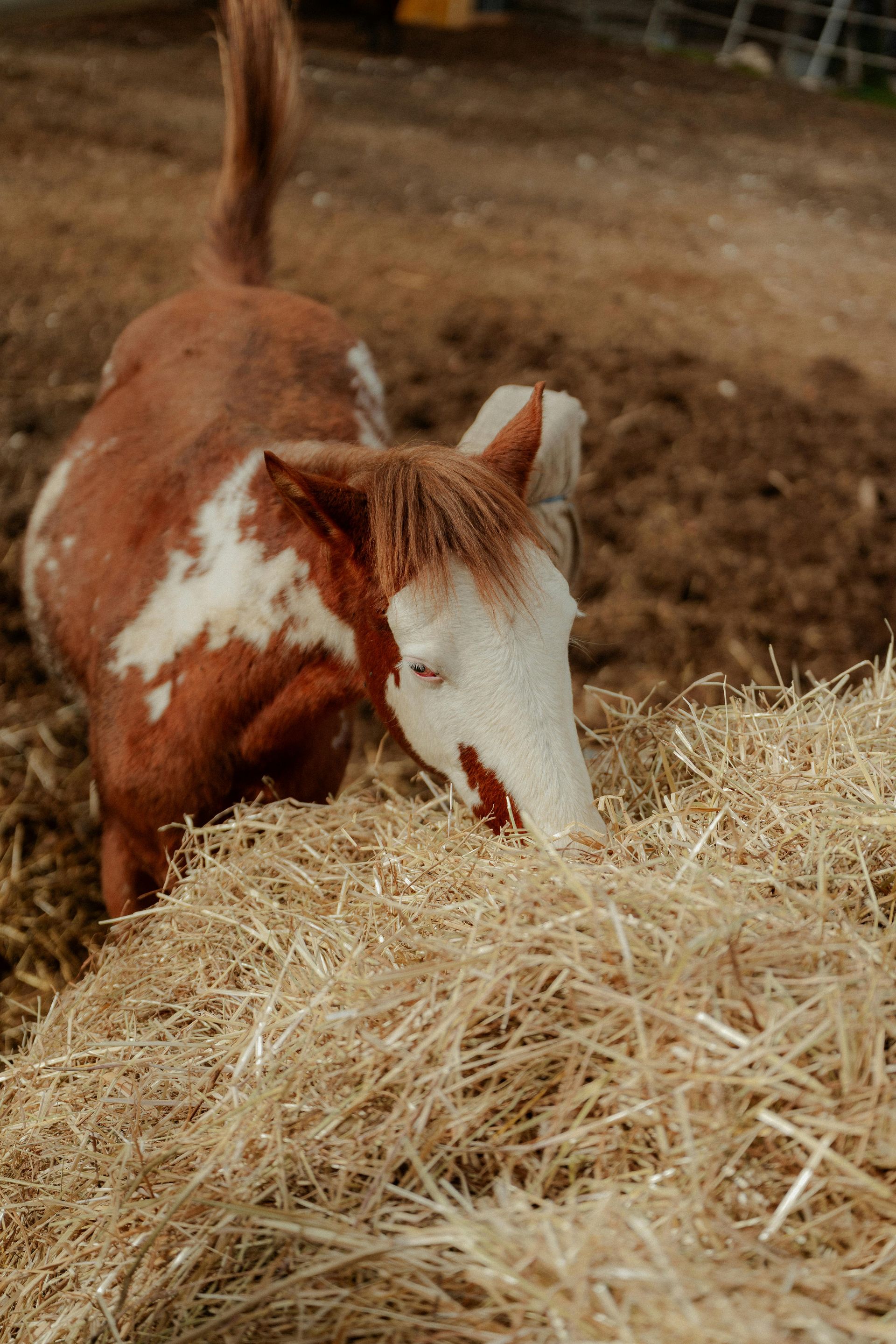 A brown and white horse eats hay in a pen with a dirt floor.