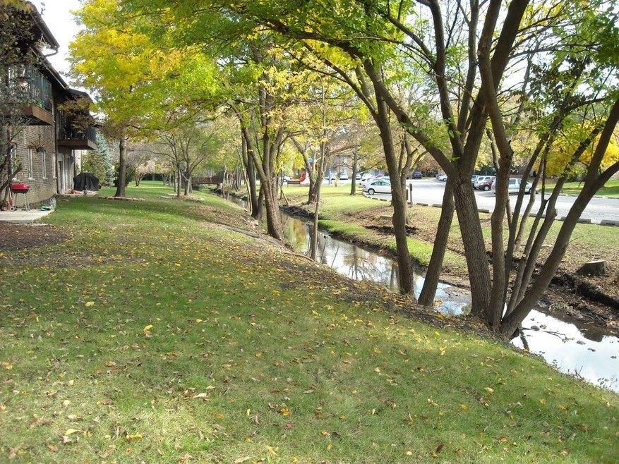 Tree-lined grassy bank beside a small creek, with buildings on the left and a road on the right.