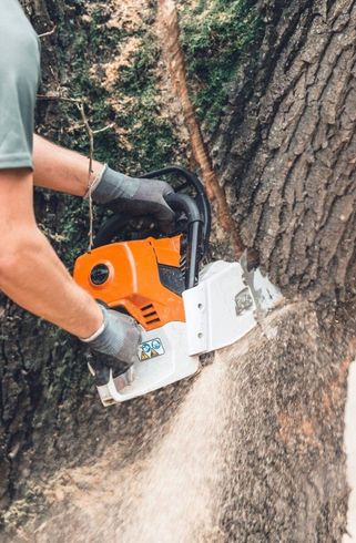 Tree Cutting