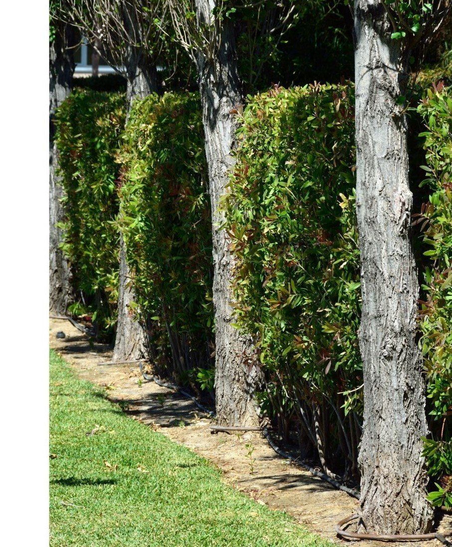 Tree / Hedge Trimming