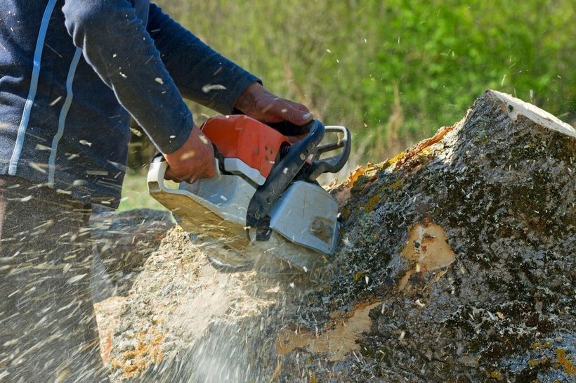 Coquitlam Tree Service cutting and removing a tree.