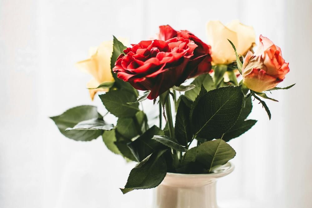 Bouquet of red and pale pink roses with green leaves in a white vase against a white background