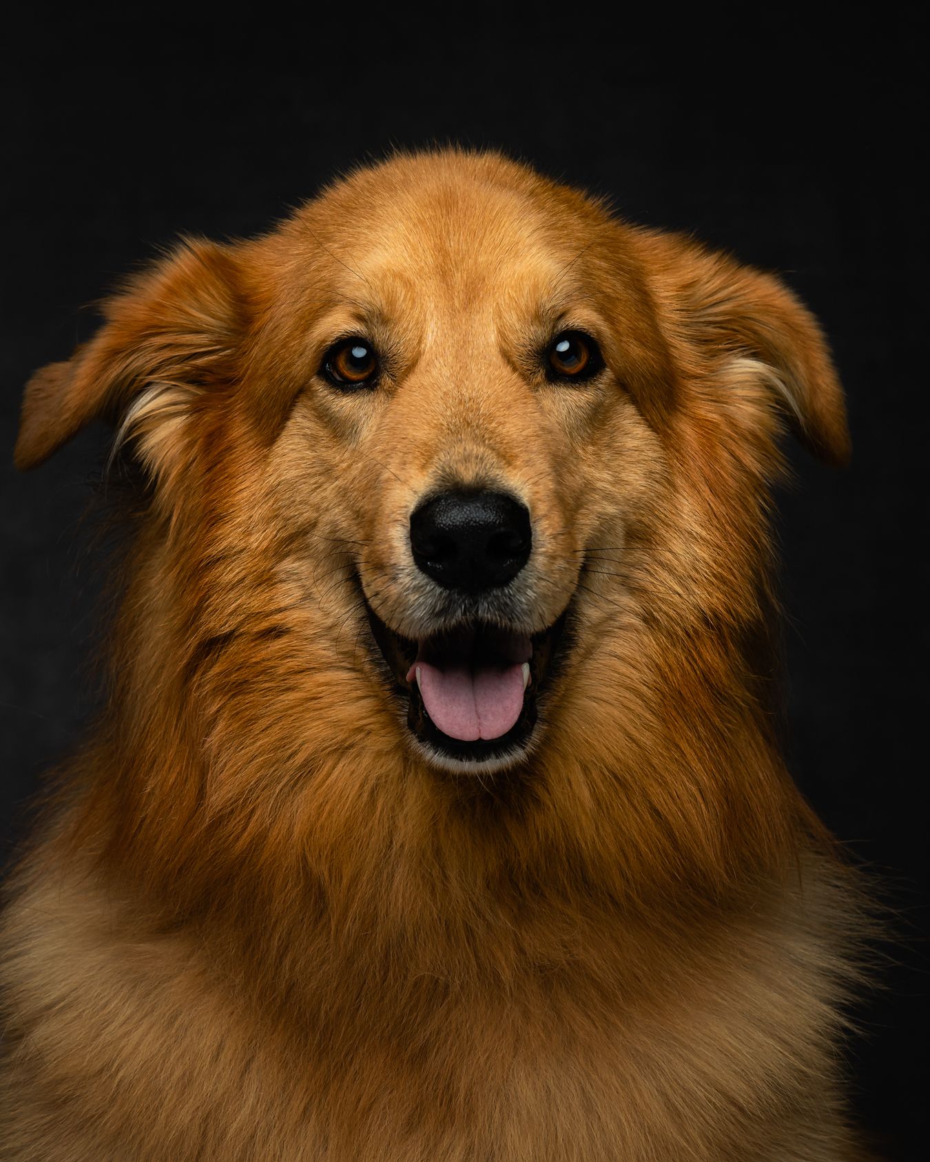 Pet Photography