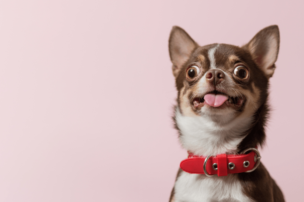 Cute Small Dog
