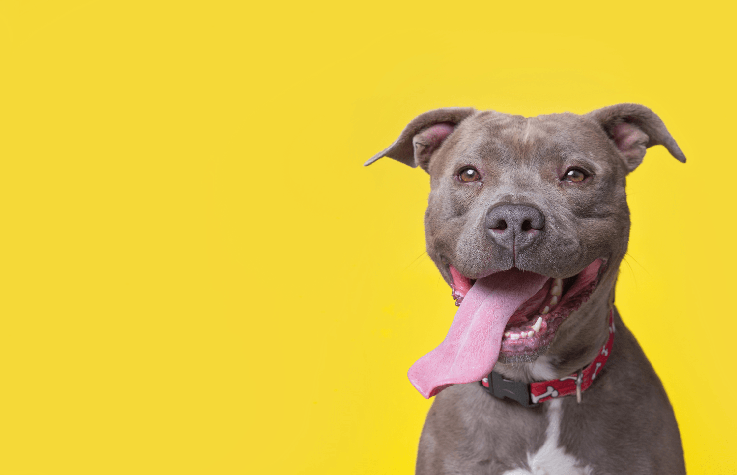 Smiling Pit Bull