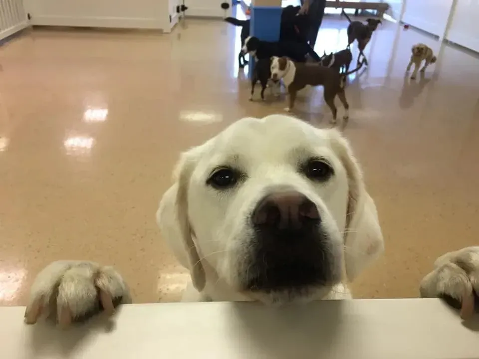 A white dog is looking over a table in a room with other dogs.