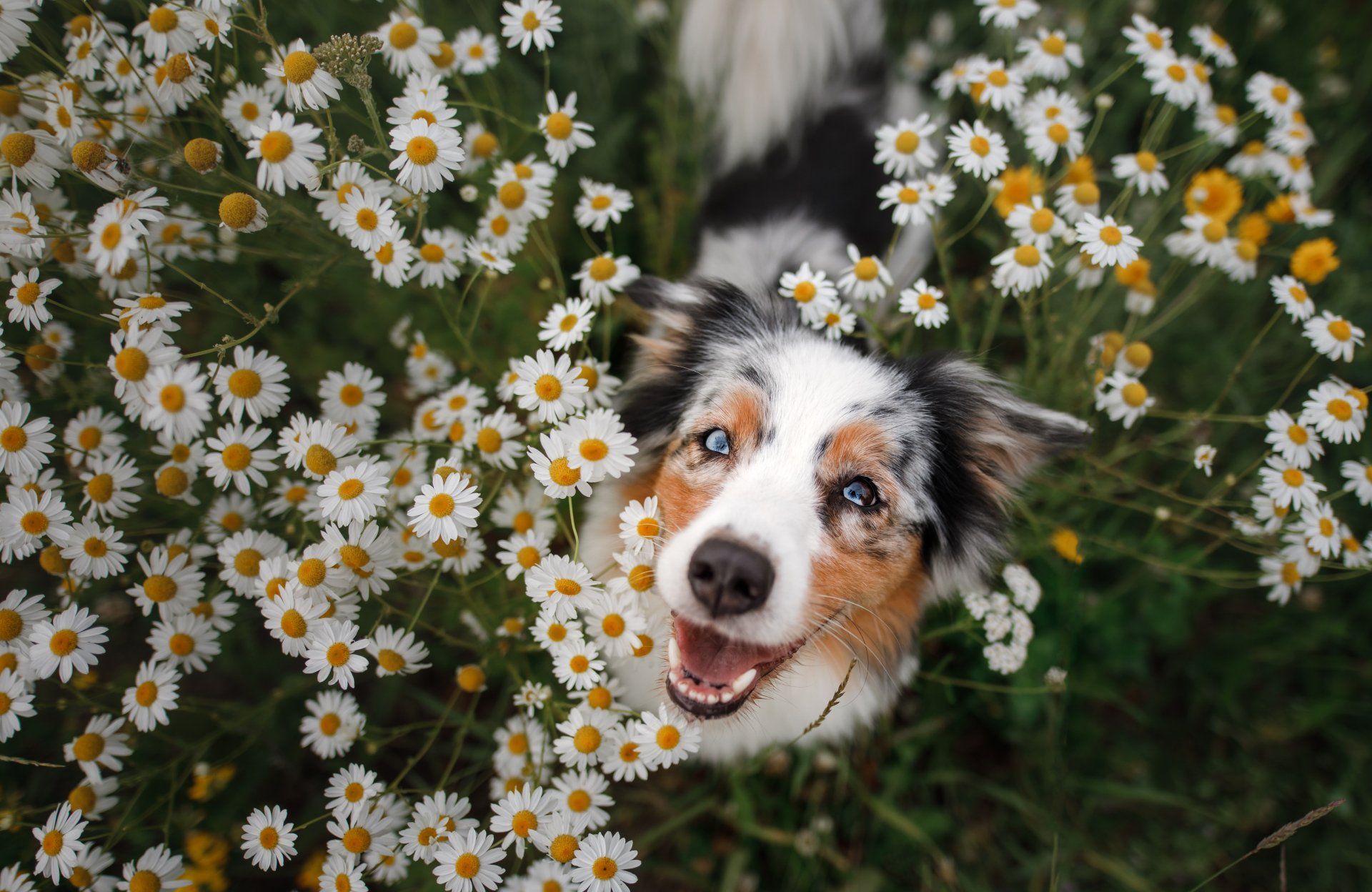 Happy Dog In The Garden