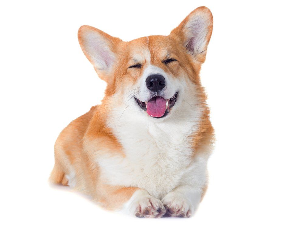 Cute Corgi Dog