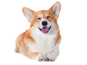 Cute Corgi Dog