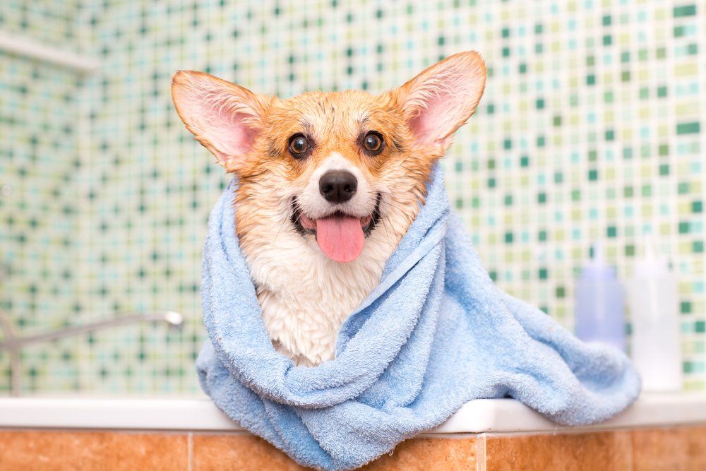 Corgi Taking Bath
