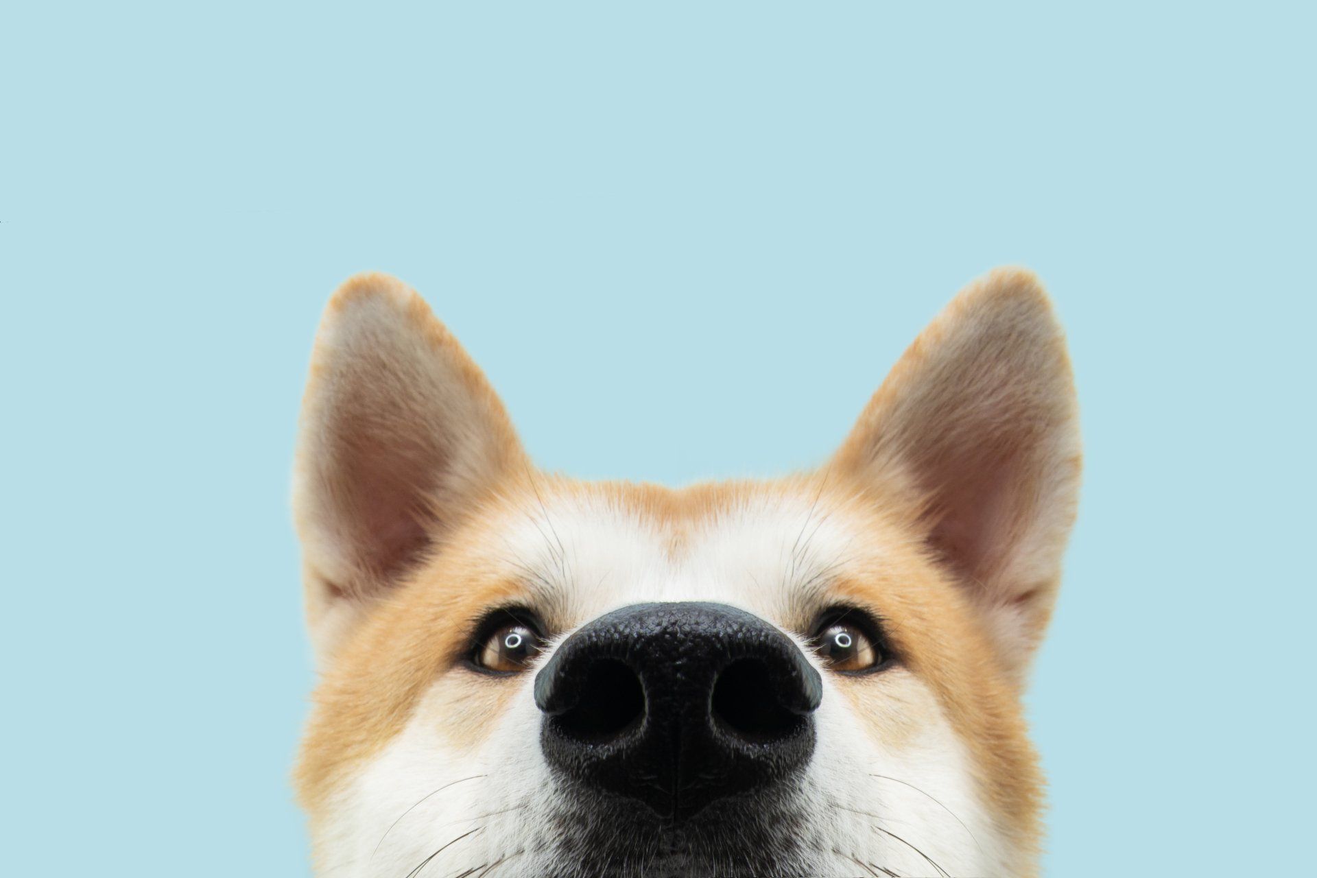 Close-Up Hide Dog Head