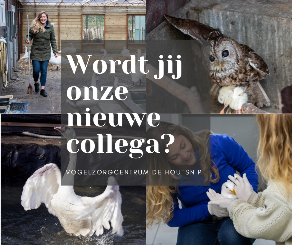A collage of pictures with the words wordt jij onze nieuwe collega