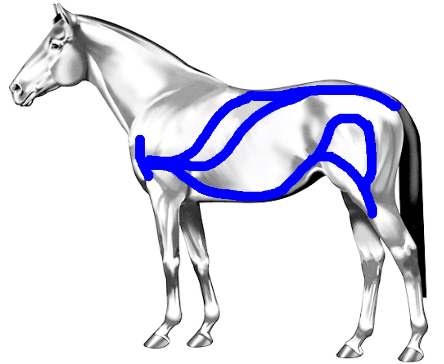 An image showing the functional kinetic chain of the horse