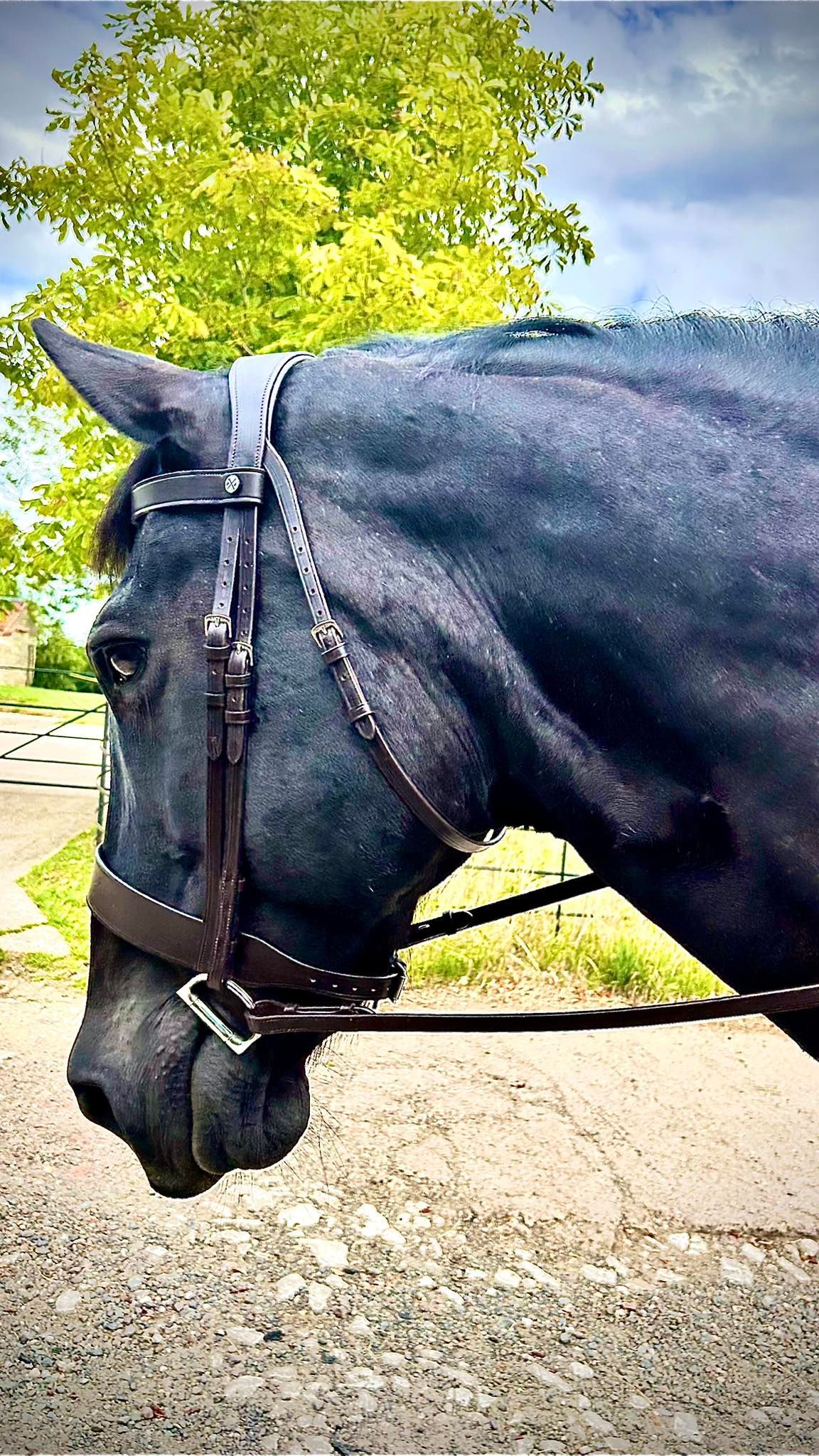 Henry James Saddlery Hunter Show Bridle in Havana, fitted and built in Grantham, Lincs