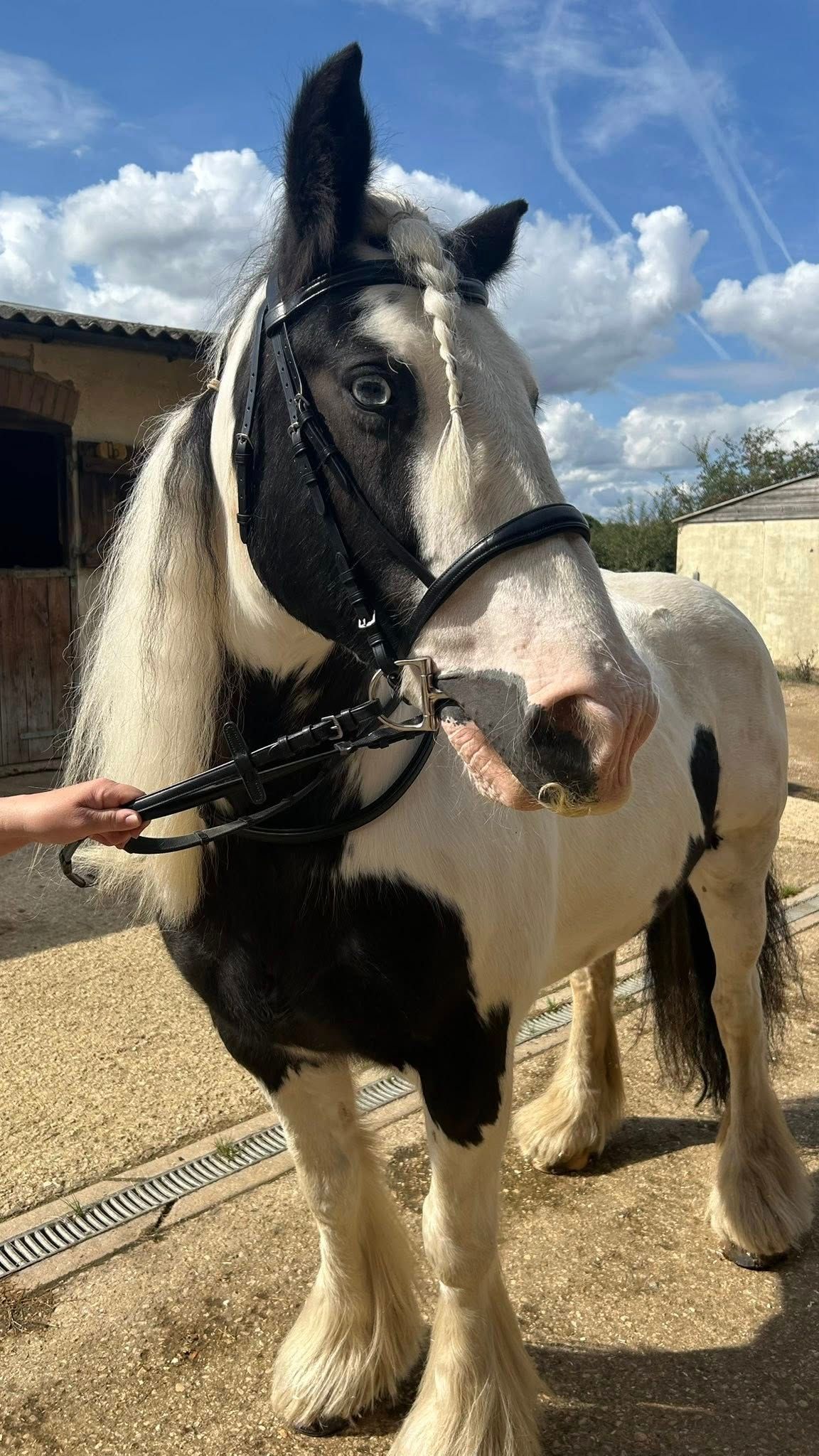 Henry James bridle fitting with cavesson noseband and curved browband