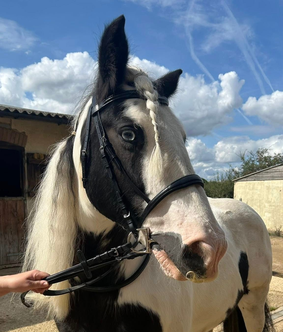 Henry James bridle and bit fitted by Sarah Wood