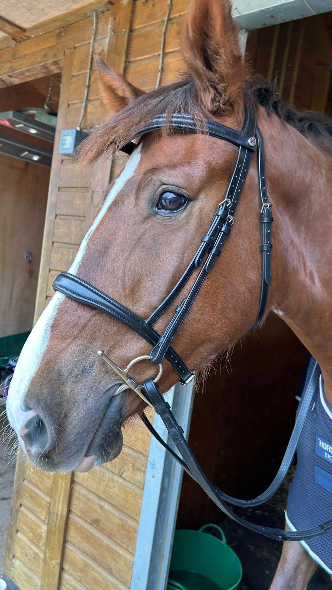 Henry James Saddlery build a bridle fitting service in Spalding, Lincolnshire