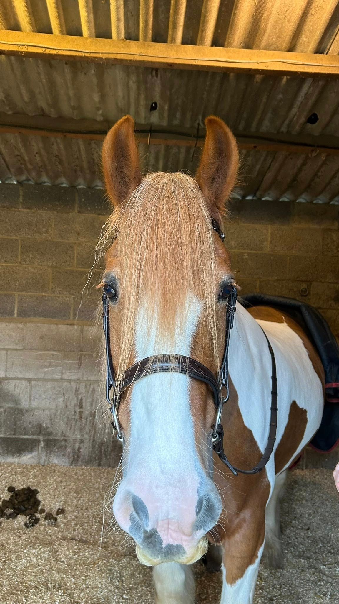 Henry James Saddlery Havana Bridle with Cavesson Noseband