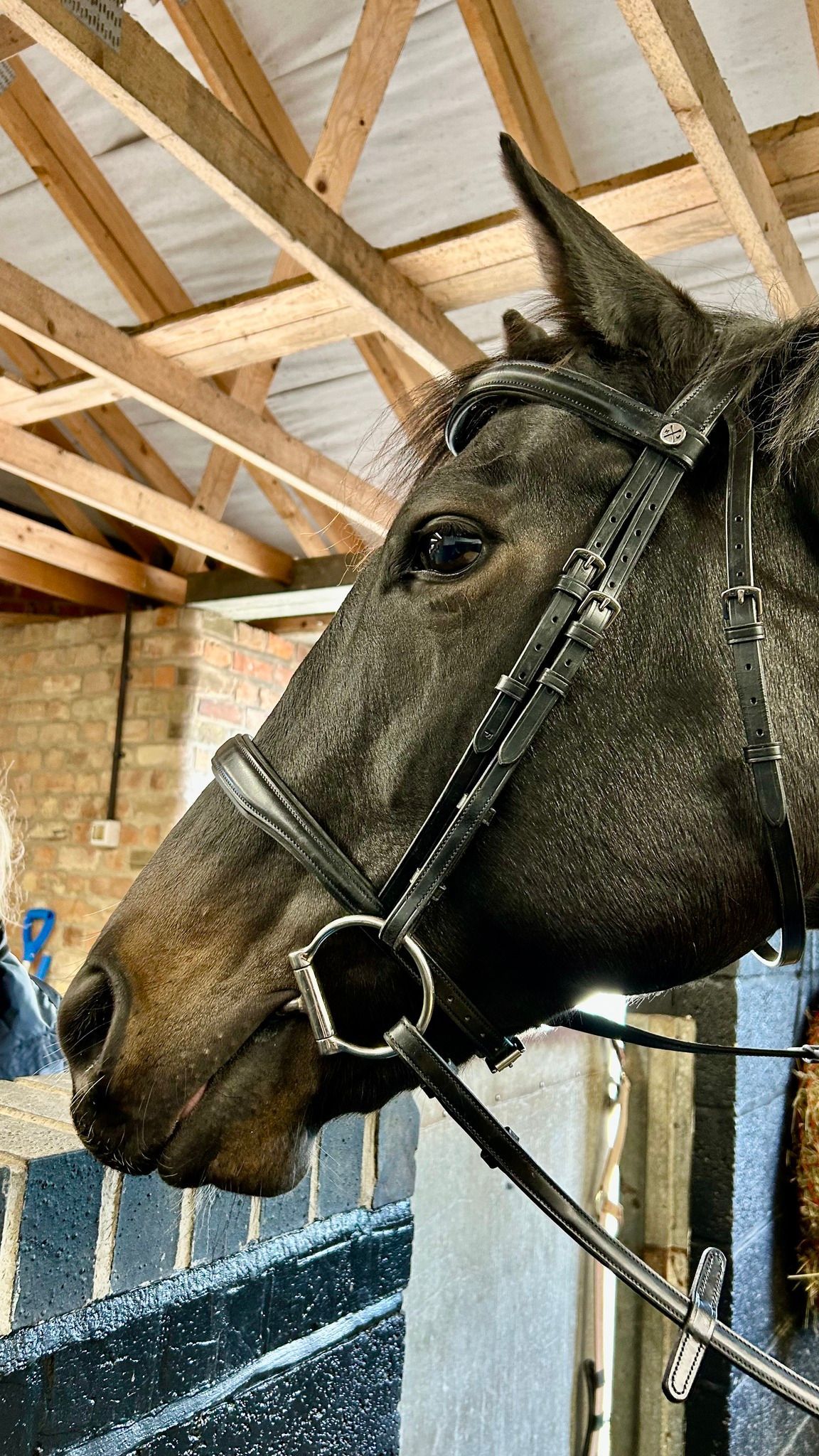 Henry James Black Cavesson Bridle fitted in Lincolnshire
