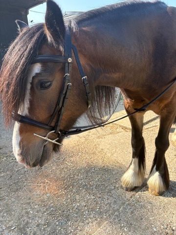 Henry James black cavesson bridle