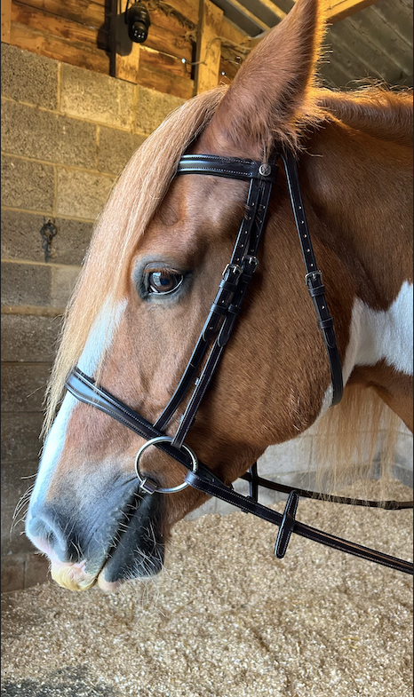 Henry James build a bridle service in Bourne, Lincolnshire, Havana cavesson bridle
