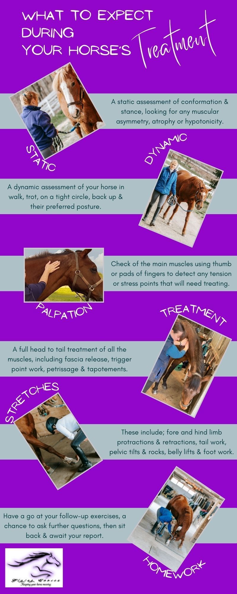 What to expect during your horse's treatment infographic