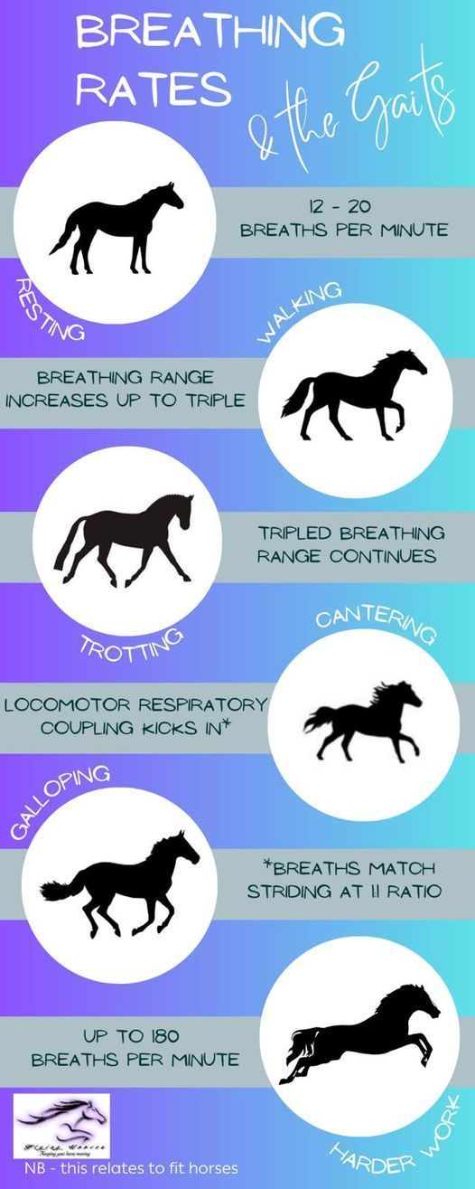 Breathing rates and the gaits infographic
