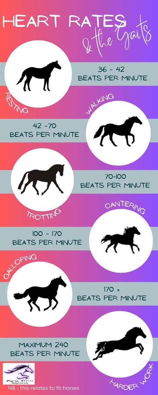 Heartbeats per minute infographic
