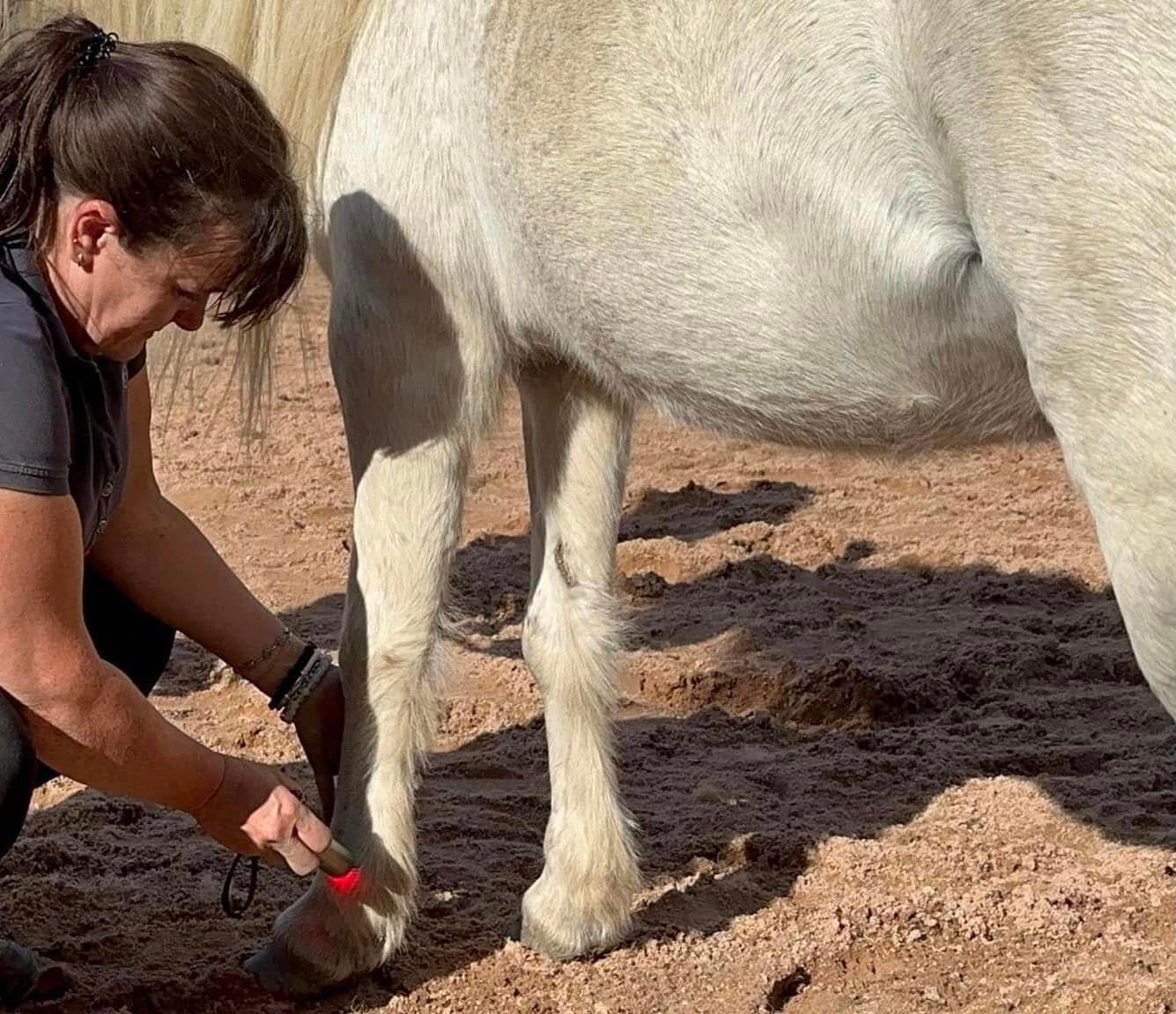 Sarah Wood from Flying Hooves applying low level laser (red light therapy) to a horse's arthritic fetlock