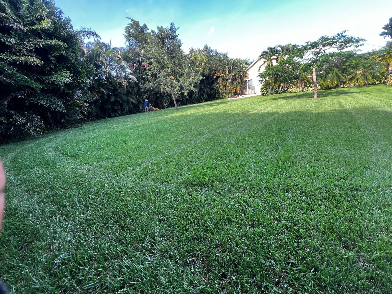 lush green field.