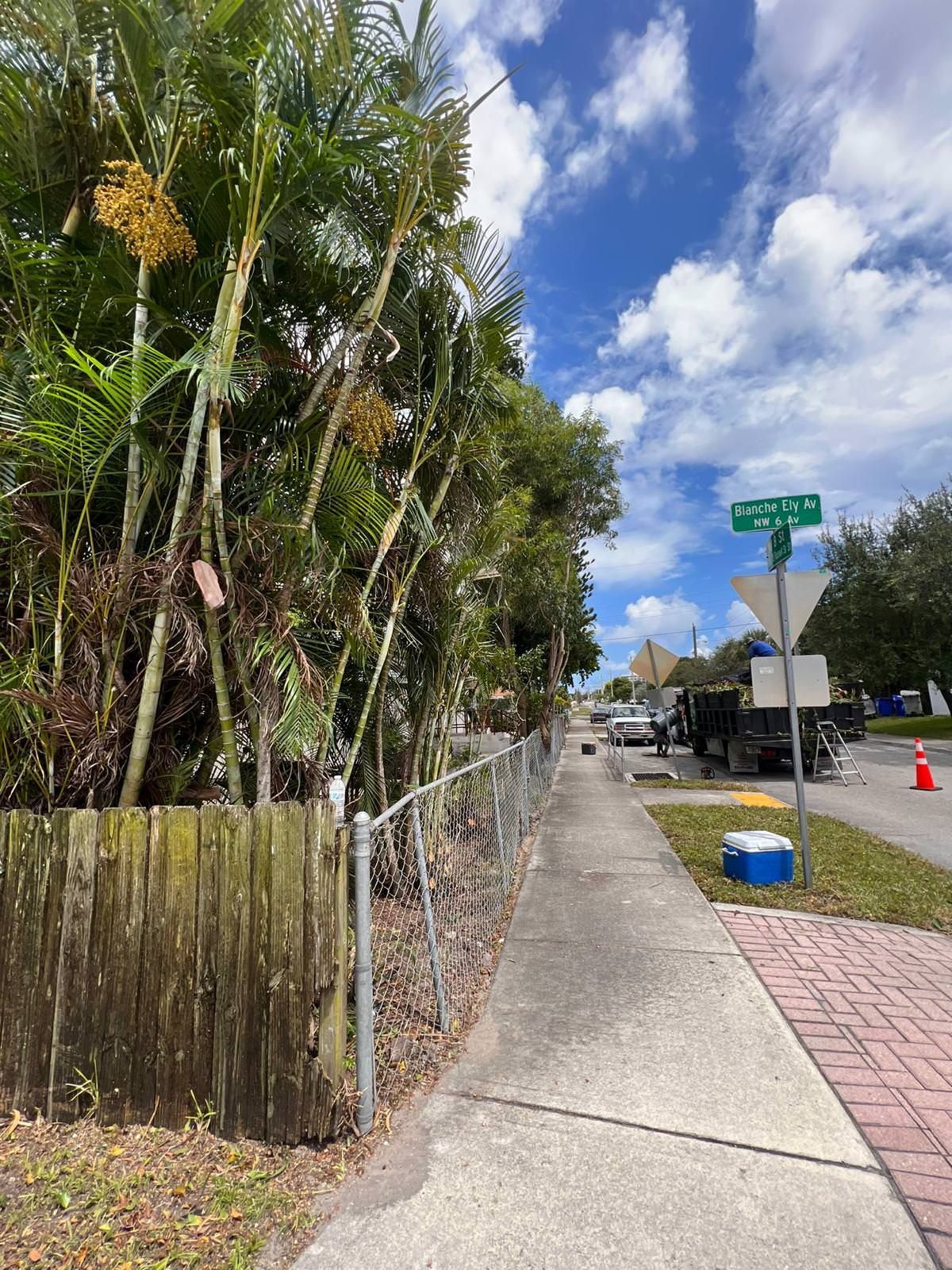 healthy palm trees