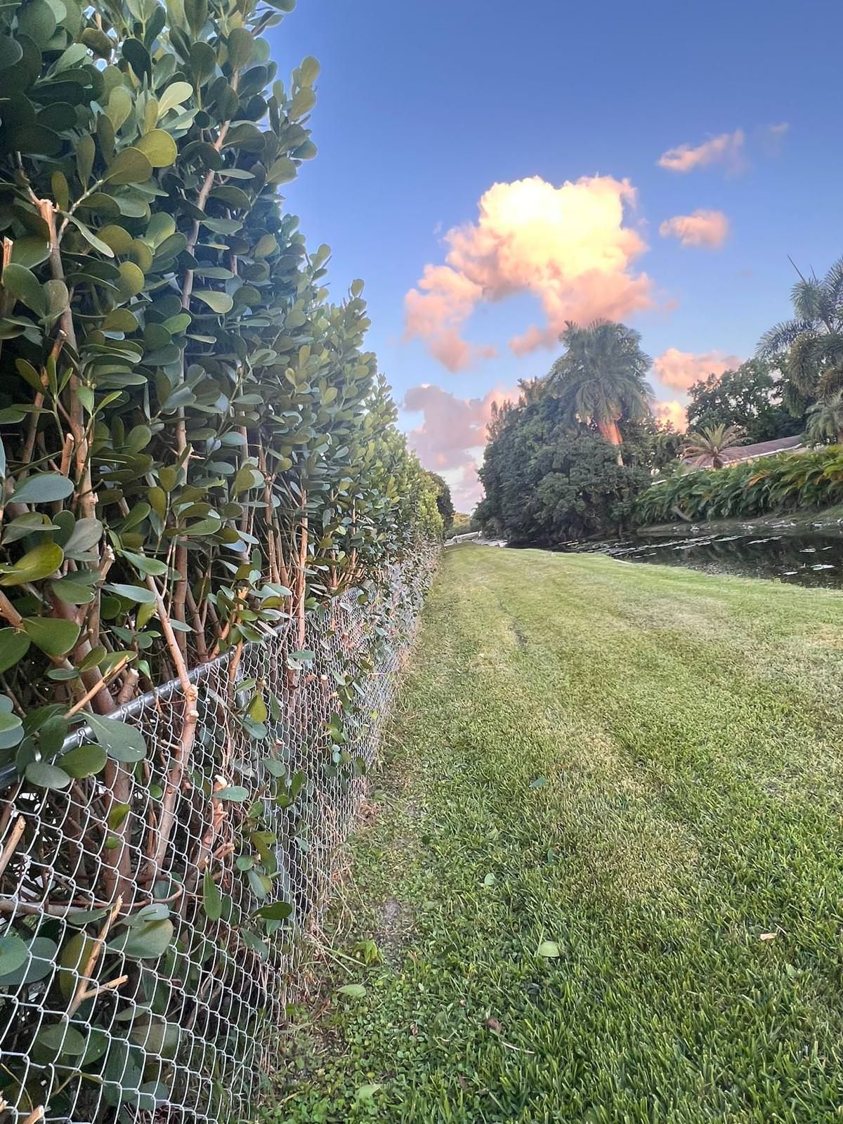  a lush green field.