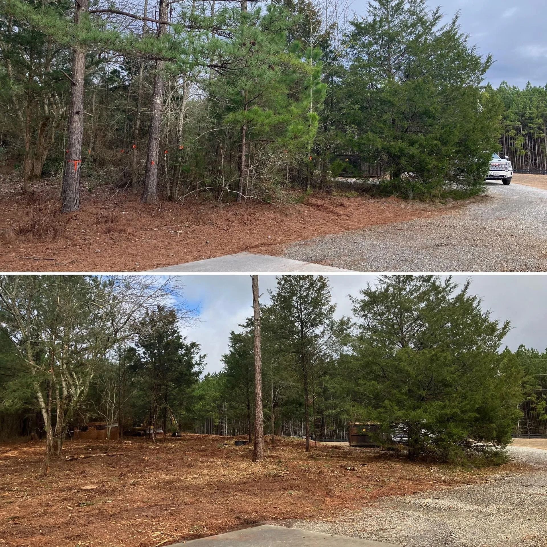 Wooded roadside clearing with pine trees, brown ground cover, and a gravel driveway with a white vehicle.
