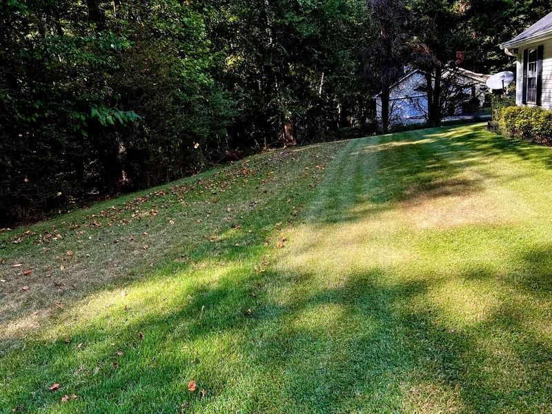 Grassy backyard slope beside dense trees and a house, with sunlight and shadows across the lawn