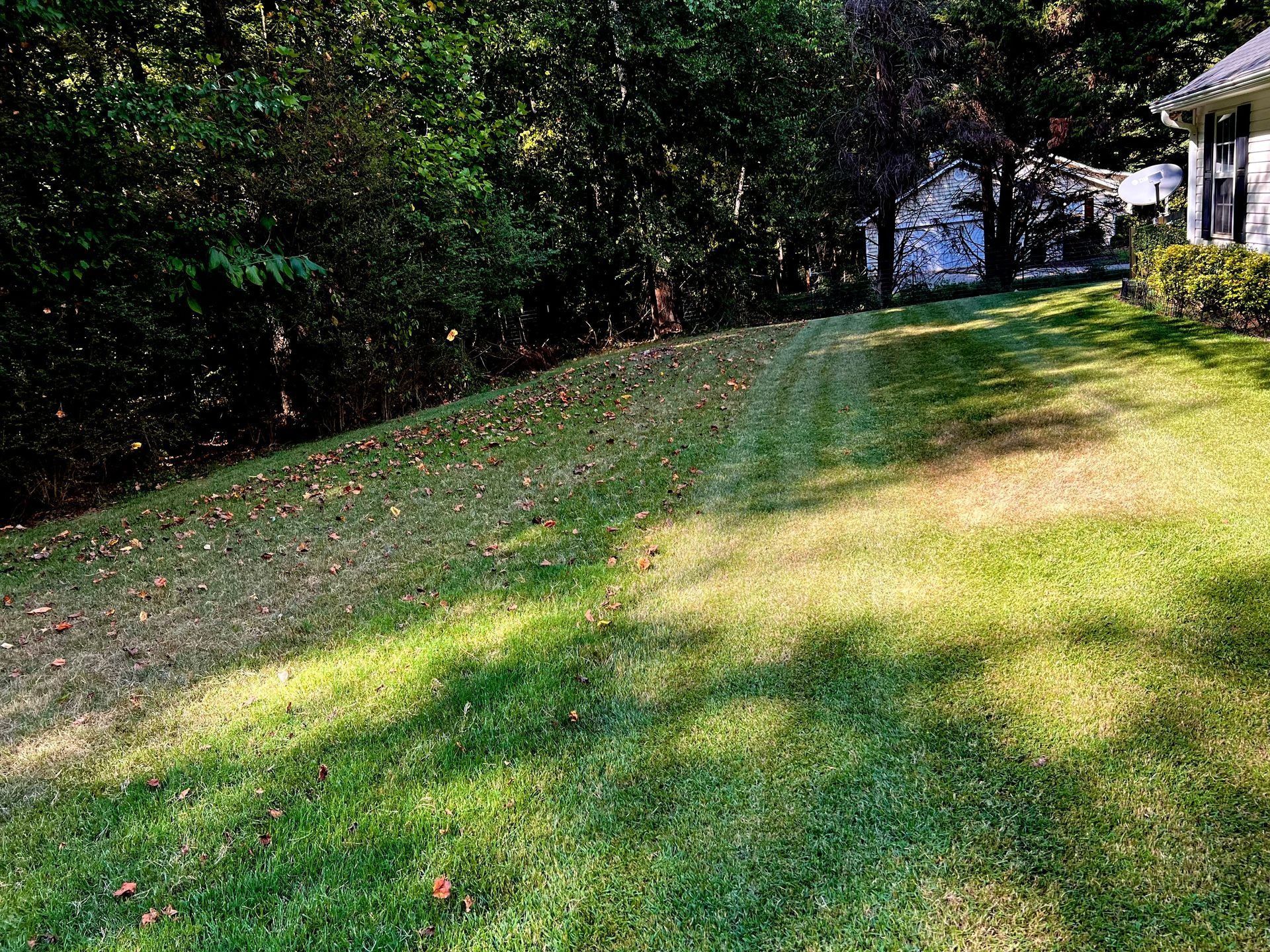 Grassy yard sloping up to trees and a house, with sunlight and shadows across the lawn.