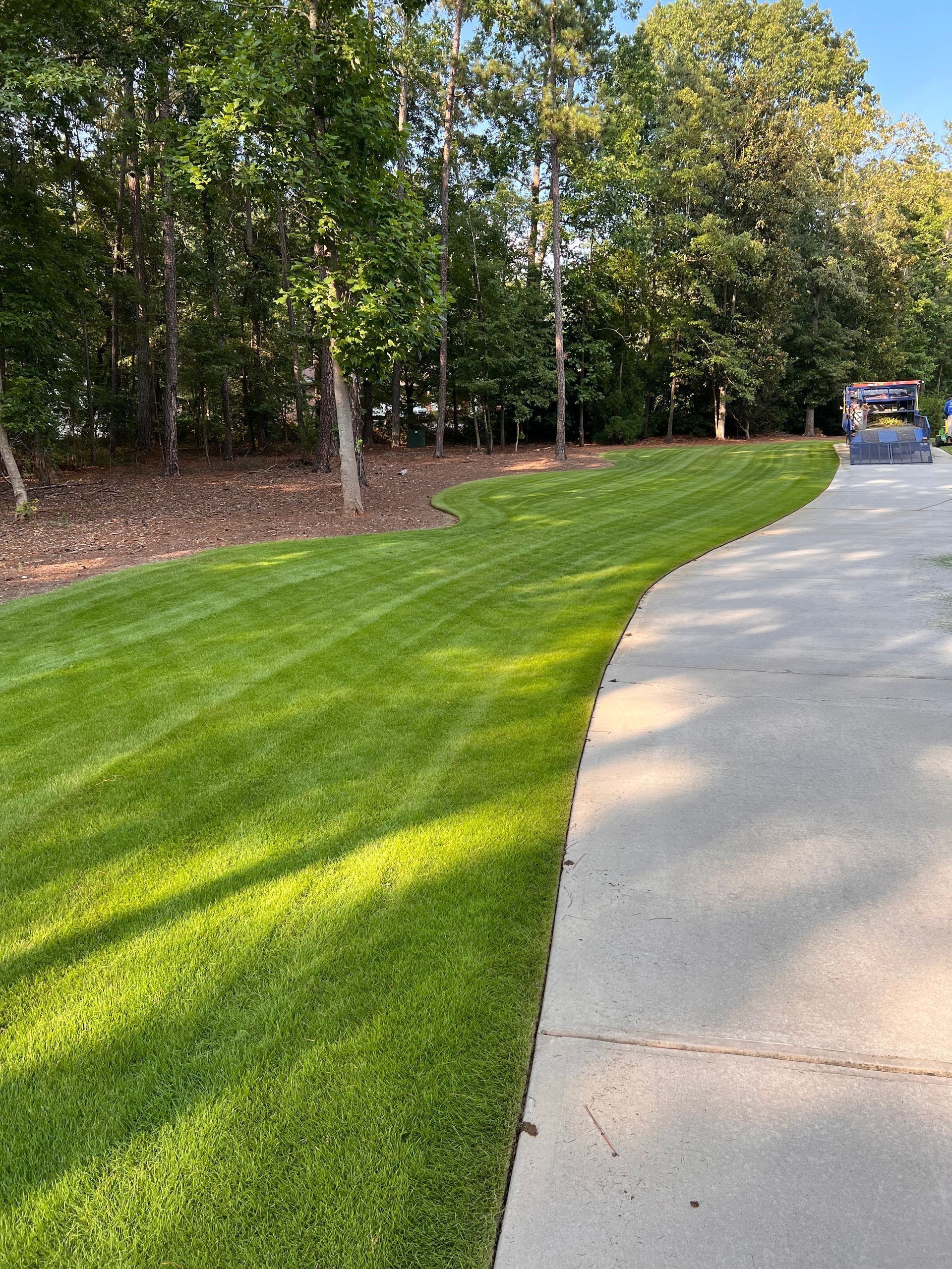 Tree-lined driveway with fresh green grass beside a concrete road on a sunny day