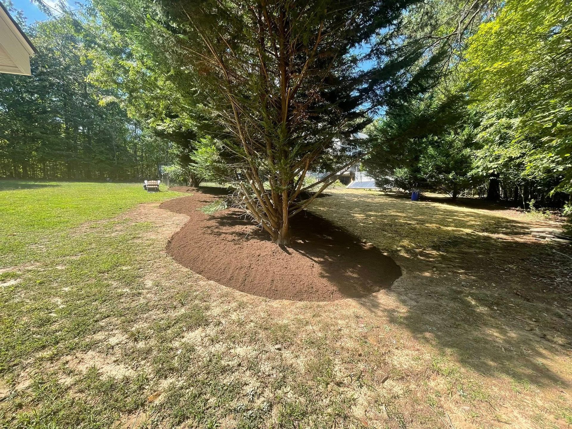 Mulched tree bed in a sunny grassy yard with tall trees and dappled shade