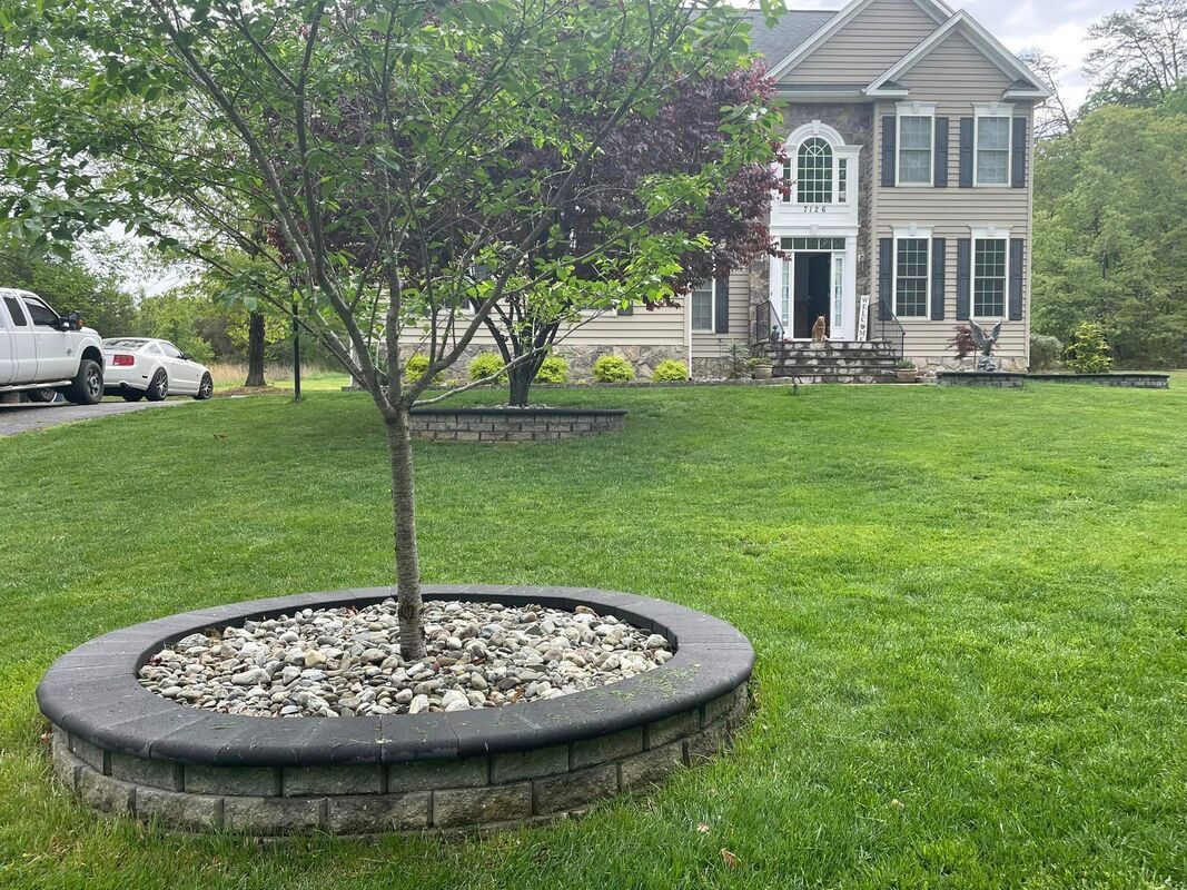 Front yard with a young tree in a stone ring, green lawn, and a house in the background.