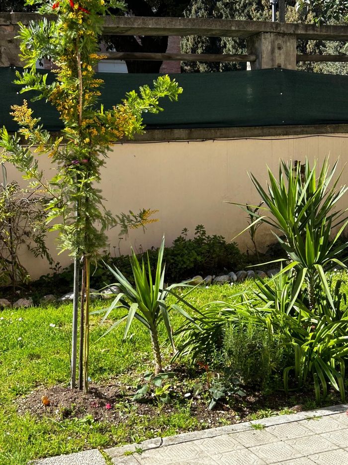 Un rigoglioso giardino verde con una recinzione sullo sfondo
