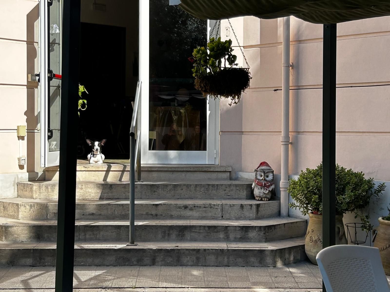 Un cane è seduto sui gradini di un edificio