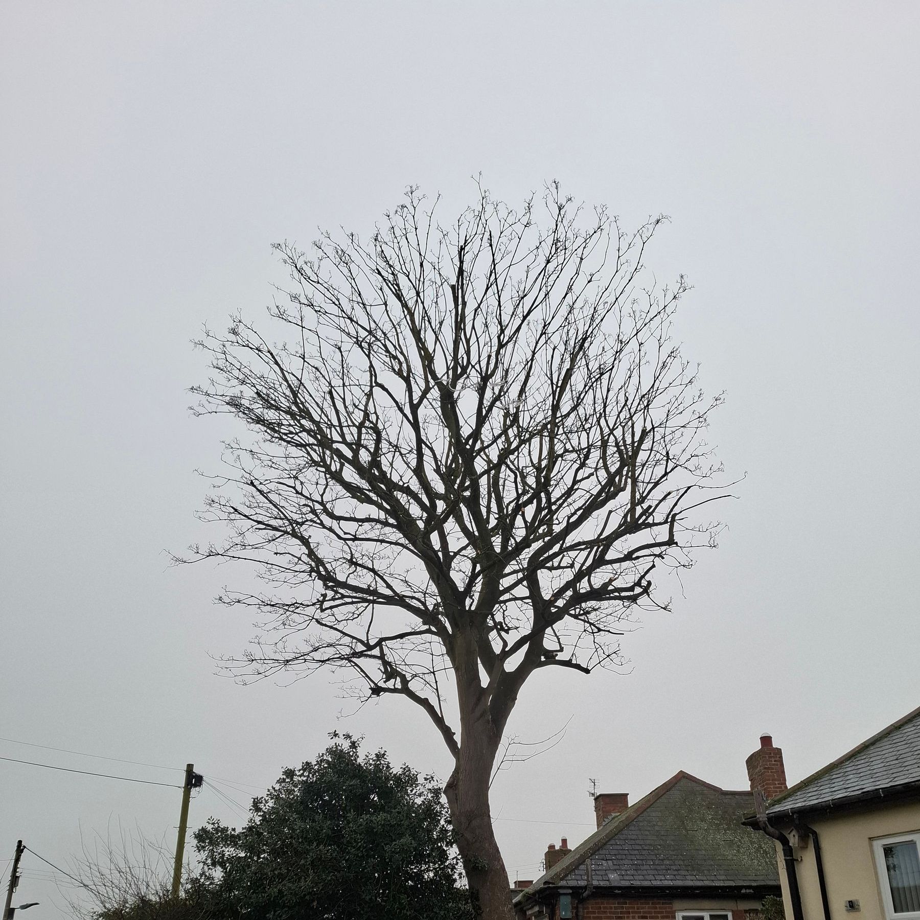 Tree crown reduction