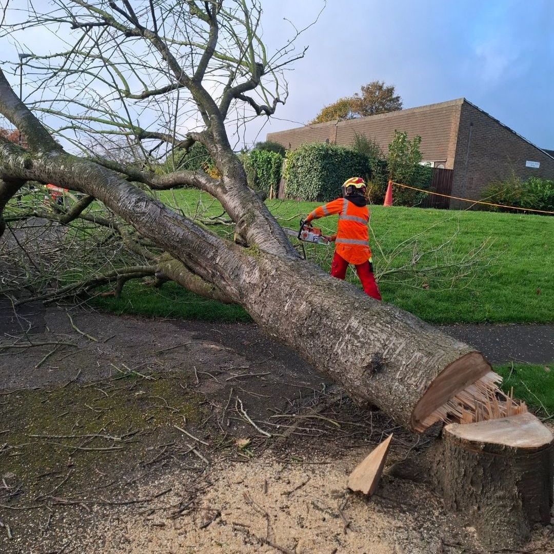 Choose us for tree felling