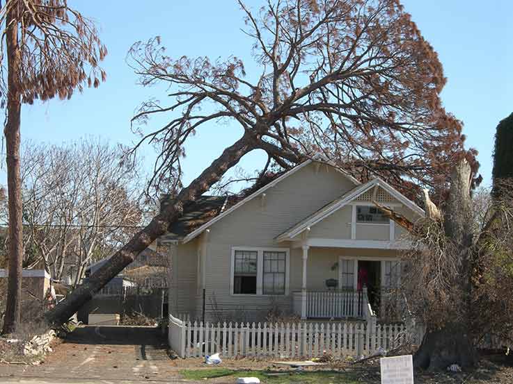 Tree Fell in a House — Miami, FL — American Quality Assurance Group Tree Fell in a House — Miami, FL — American Quality Assurance Group
