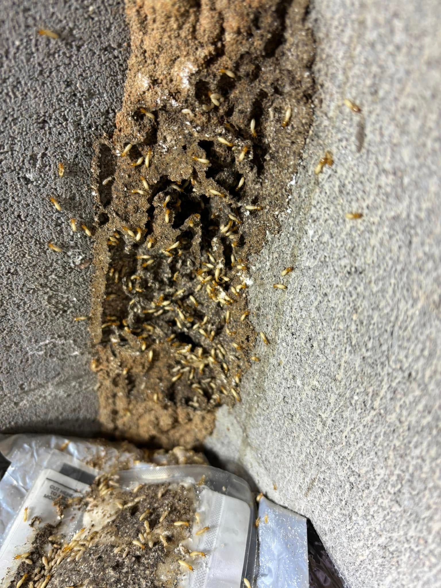 Yellow jacket nest in a crack in pavement, with insects clustered around the opening.