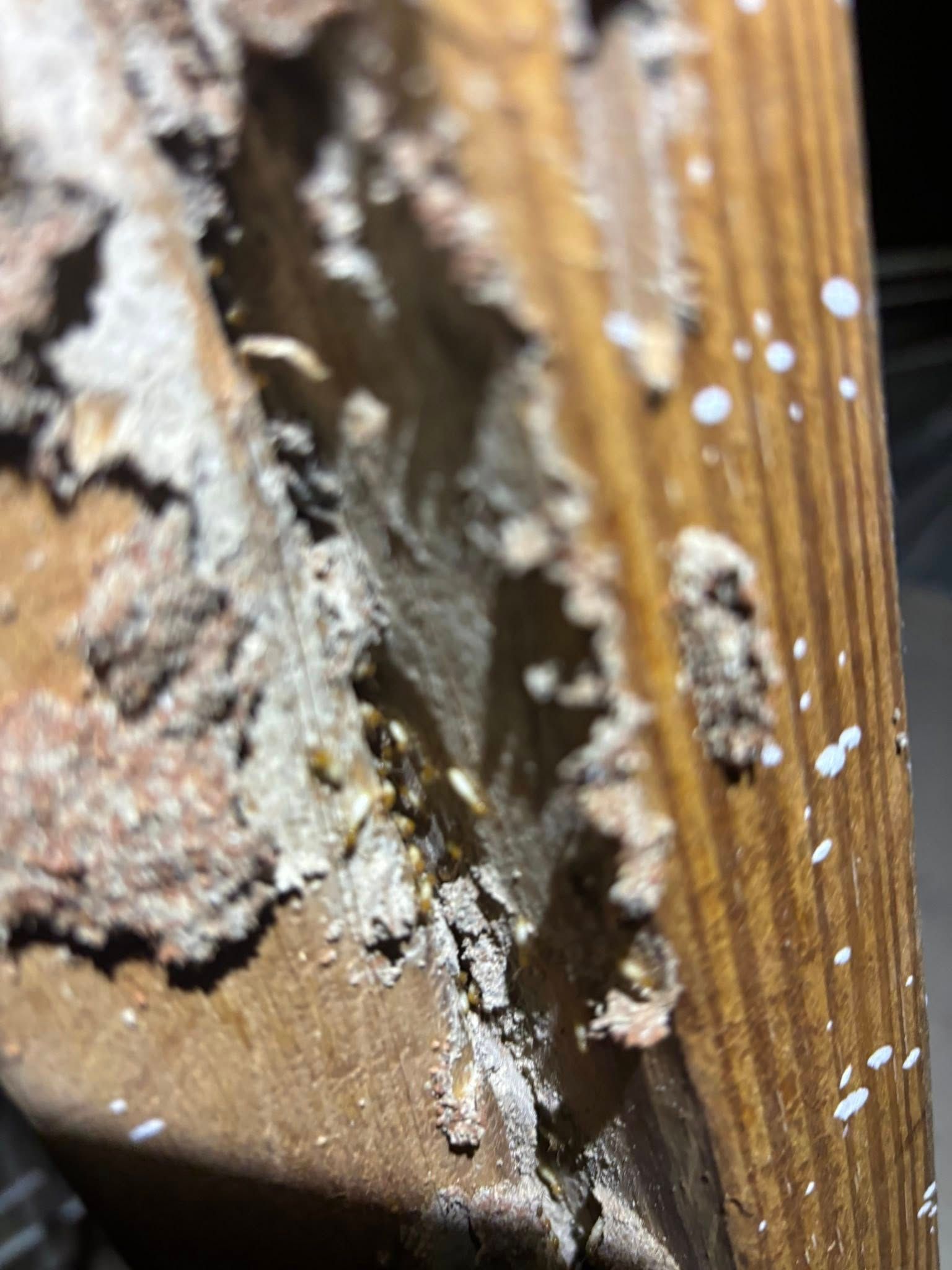 Close-up of damaged wood with peeling brown surface and white, mold-like growth along the crack