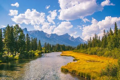 Mountain river winding through pine trees and golden grass beneath snowy peaks and a blue sky