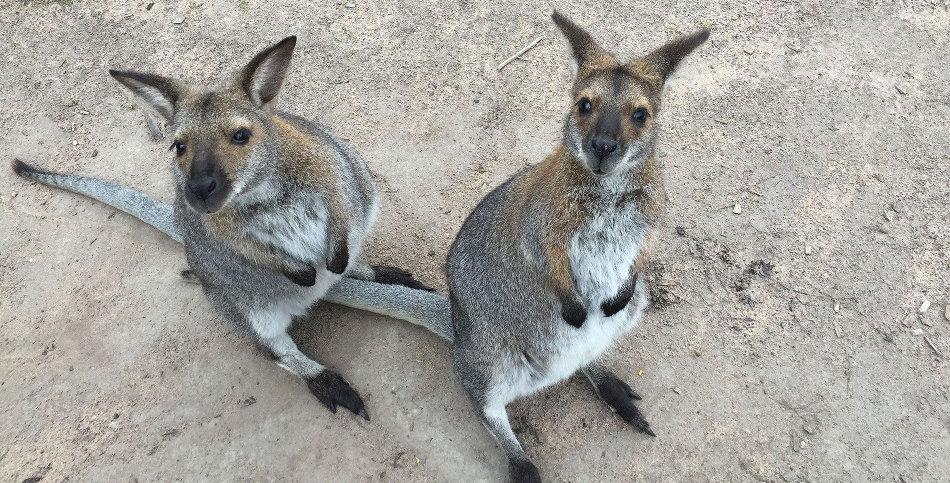 Two kangaroos sitting on sandy ground, facing the camera.